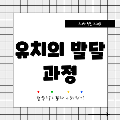 유치의 발달 과정