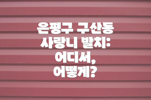 은평구 구산동 사랑니 발치: 어디서, 어떻게?